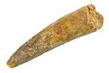 Fossil Spinosaurus Tooth - Real Dinosaur Tooth #351551-1